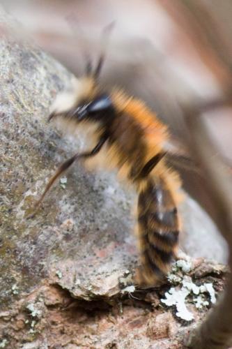 Réf. 299 289 : Andrena fulva